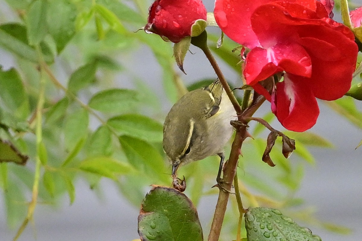 Yellow-browed Warbler - ML609885770