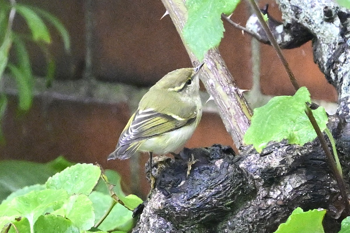 Yellow-browed Warbler - ML609885772