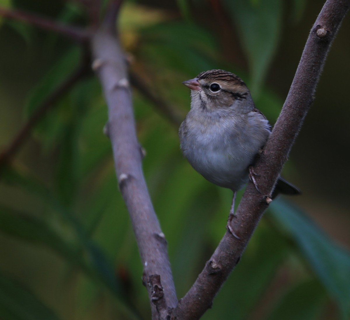 Chipping Sparrow - ML609885812