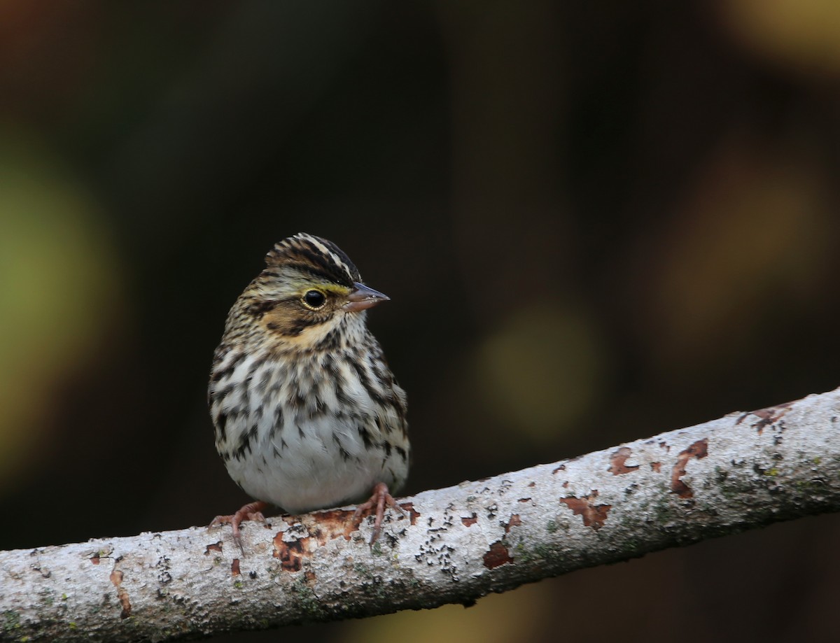 Savannah Sparrow - ML609885833
