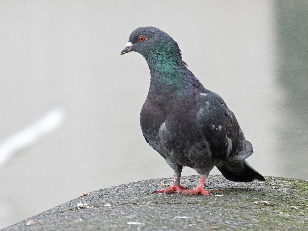Rock Pigeon (Feral Pigeon) - ML609886452