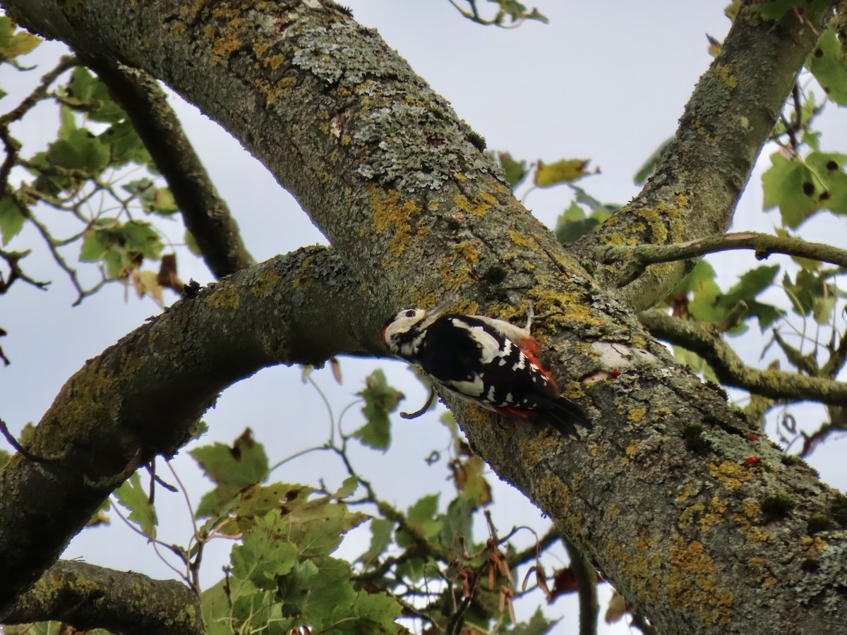 Great Spotted Woodpecker - ML609886475