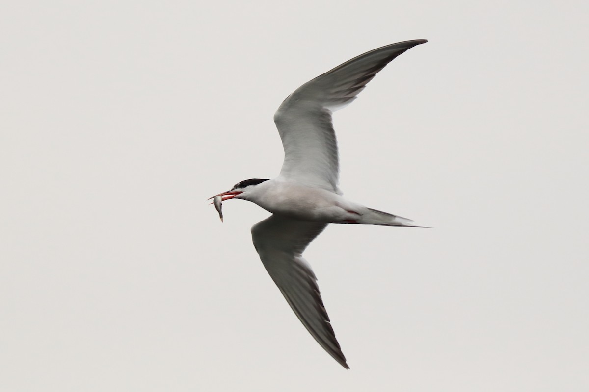 Common Tern - ML609887167