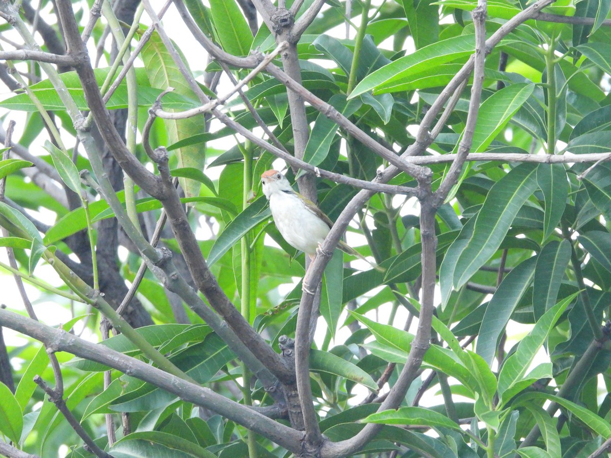 Common Tailorbird - ML609887339
