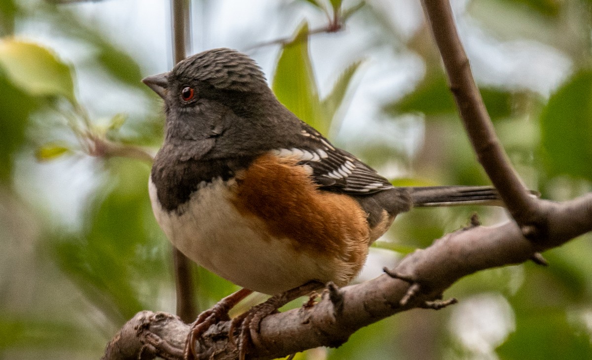 Spotted Towhee - ML609888034