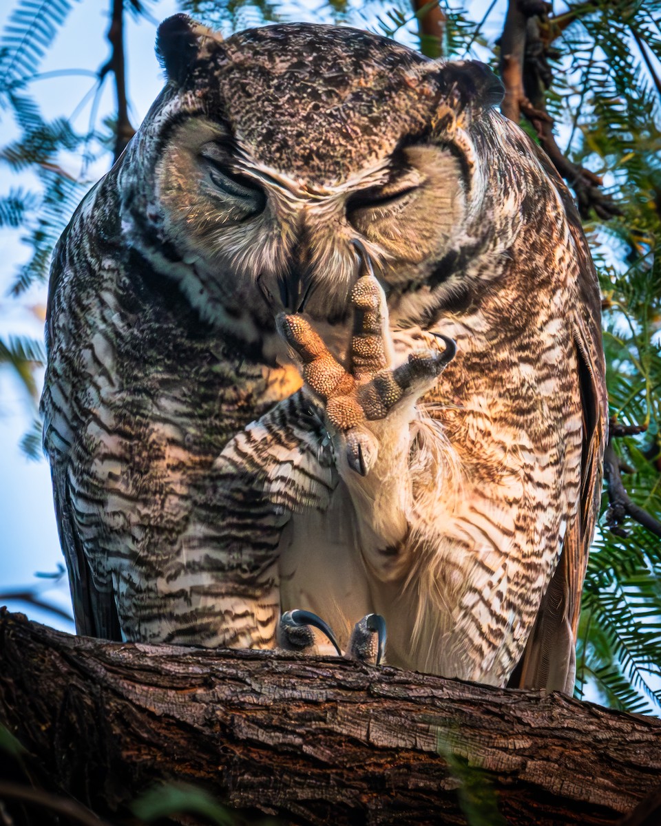 Great Horned Owl - ML609888477