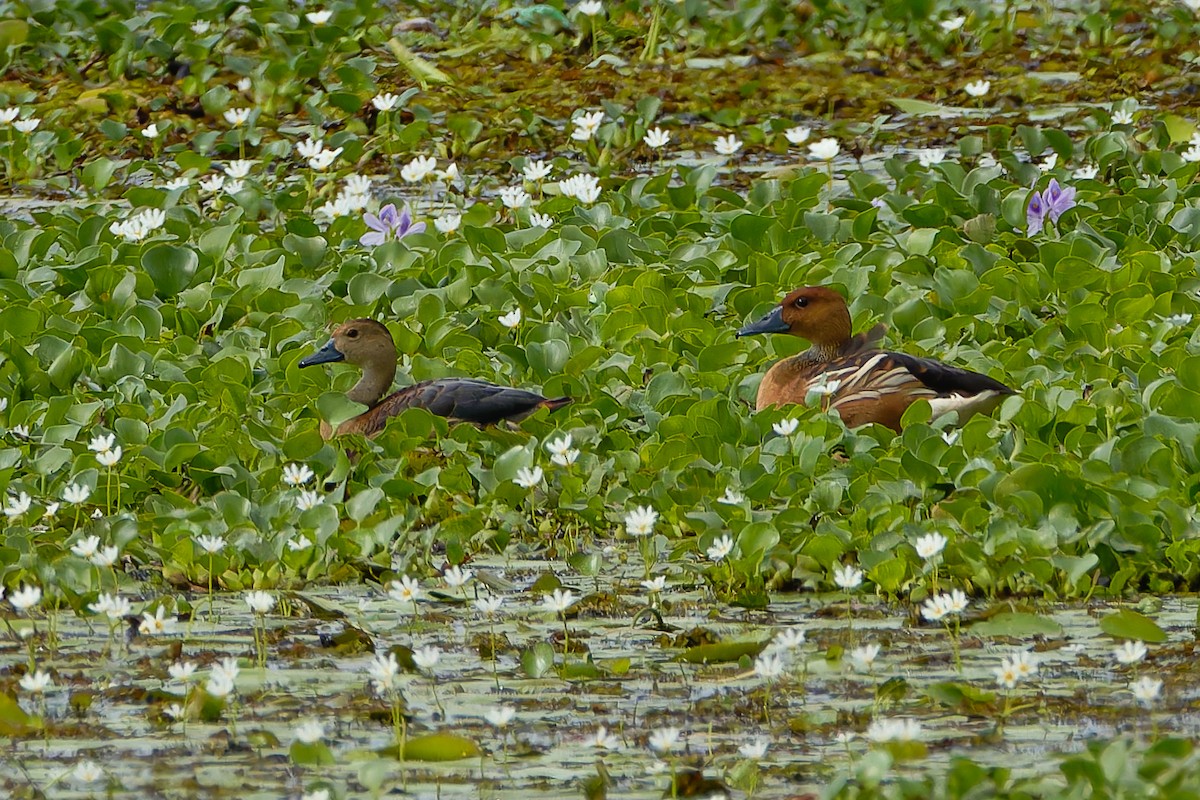 Fulvous Whistling-Duck - ML609888606