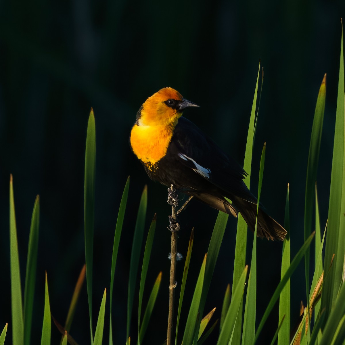 Yellow-headed Blackbird - ML609888705
