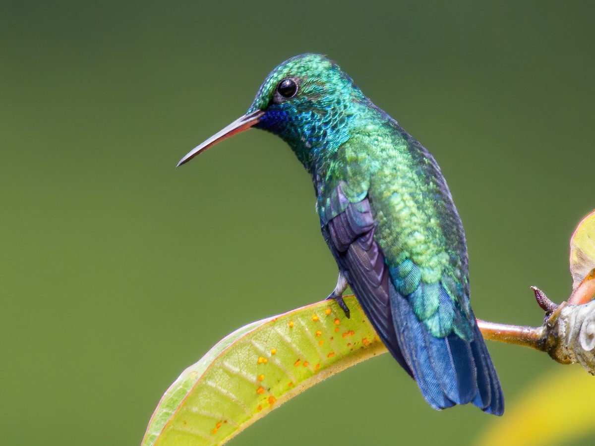 kolibřík modrobradý - ML609888979