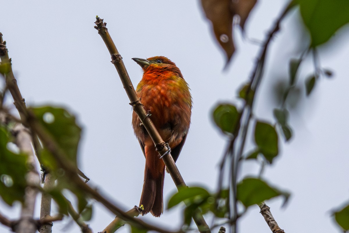 Hepatic Tanager (Highland) - ML609888988