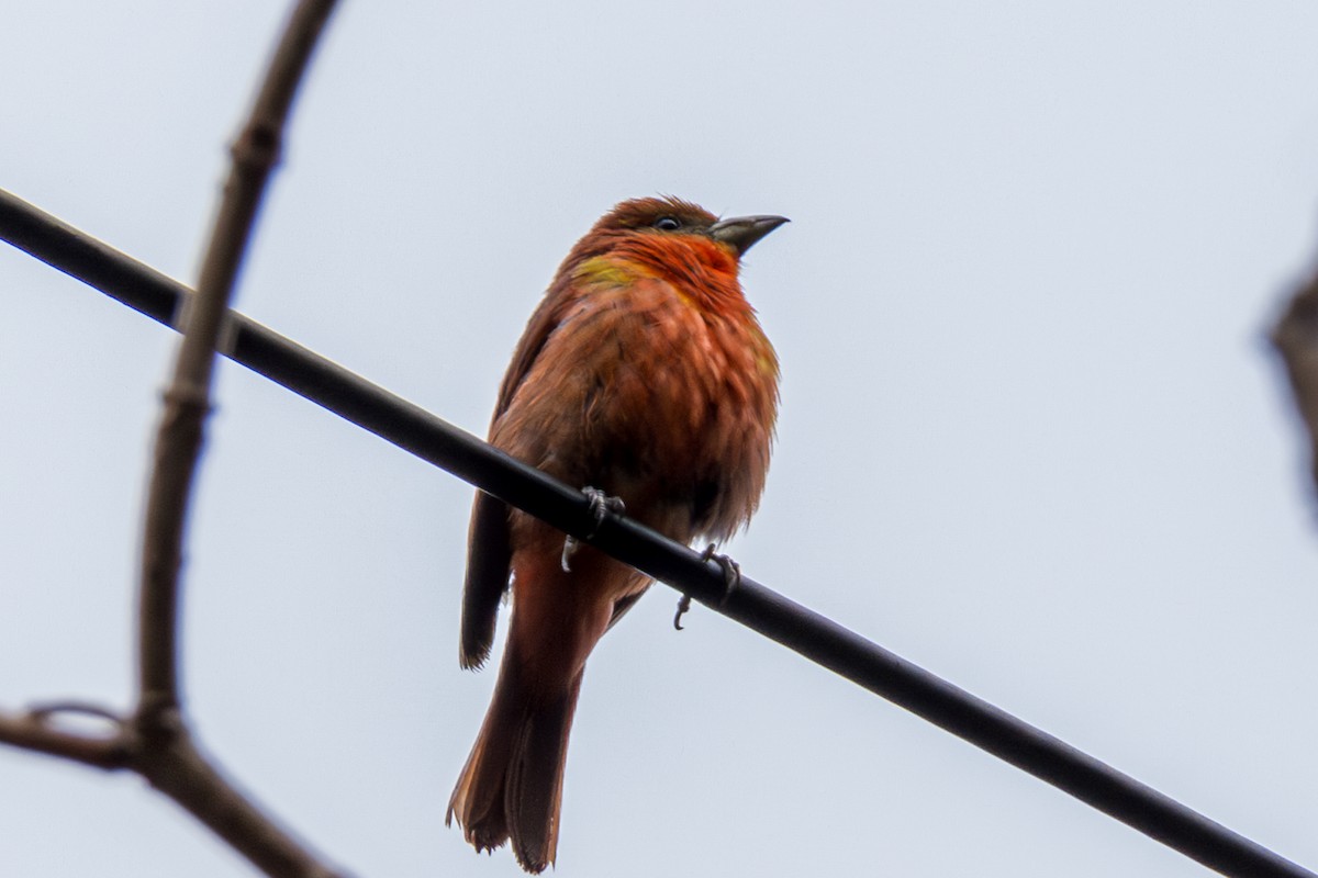 Hepatic Tanager (Highland) - ML609888989