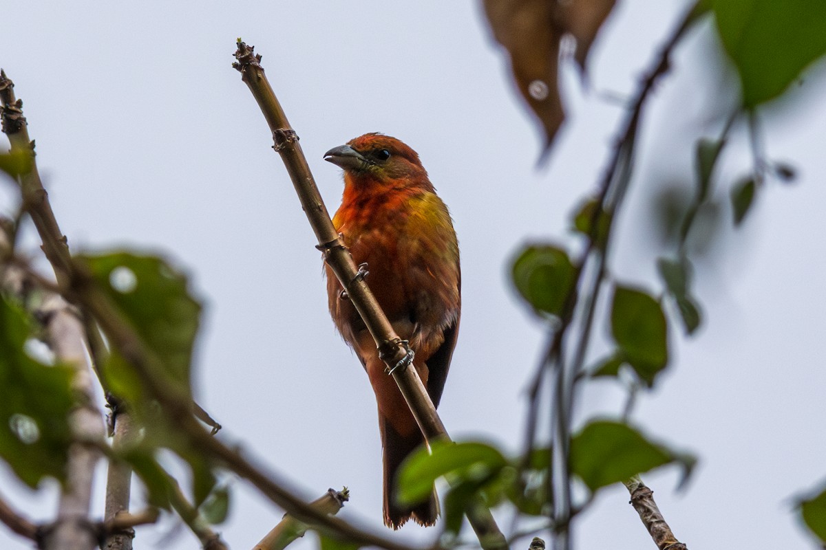 Hepatic Tanager (Highland) - ML609888990