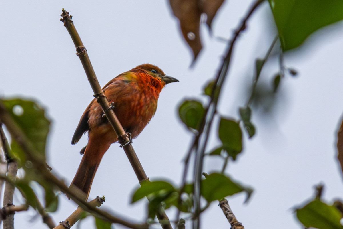 Hepatic Tanager (Highland) - ML609888991