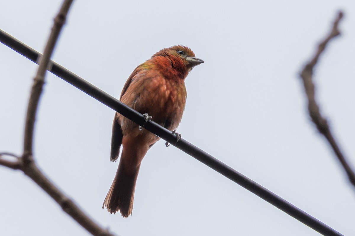 Hepatic Tanager (Highland) - ML609888992