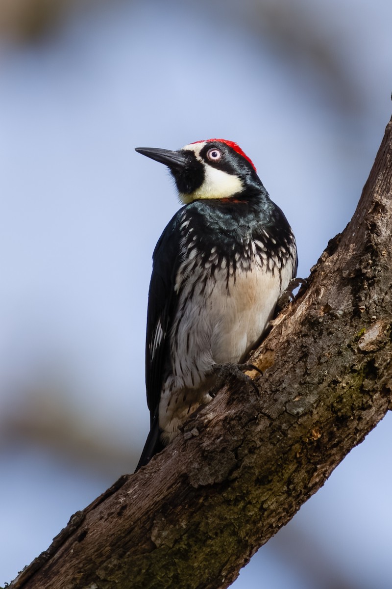 Acorn Woodpecker - ML609889087