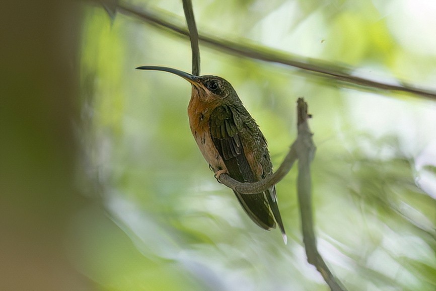 kolibřík ryšavoocasý - ML609889175