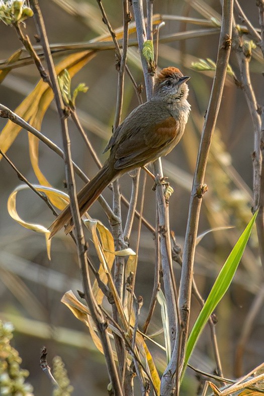 Pale-breasted Spinetail - Andres Vasquez Noboa