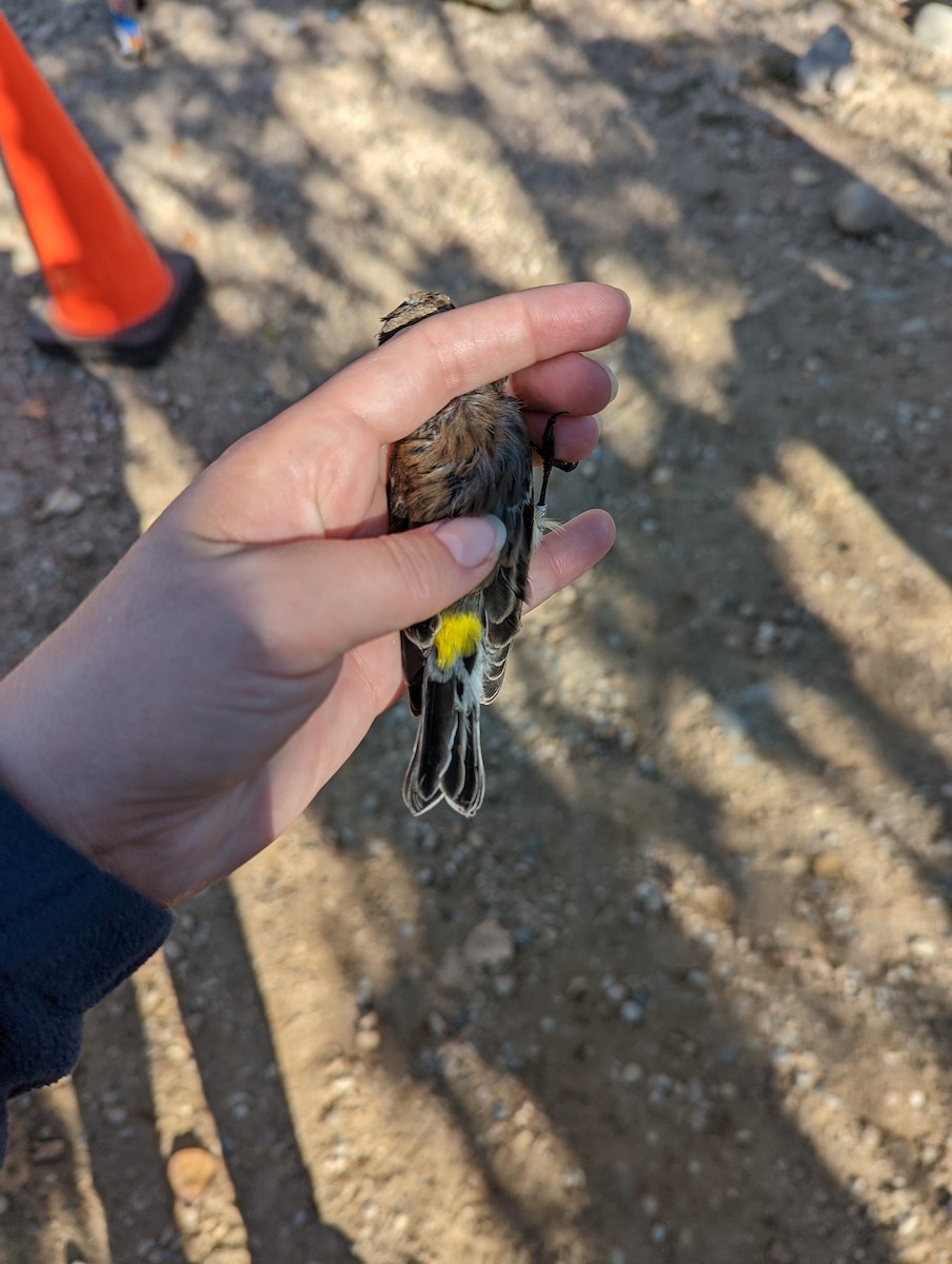 Yellow-rumped Warbler (Myrtle) - ML609889511
