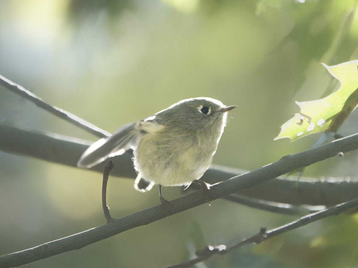 Ruby-crowned Kinglet - ML609889737