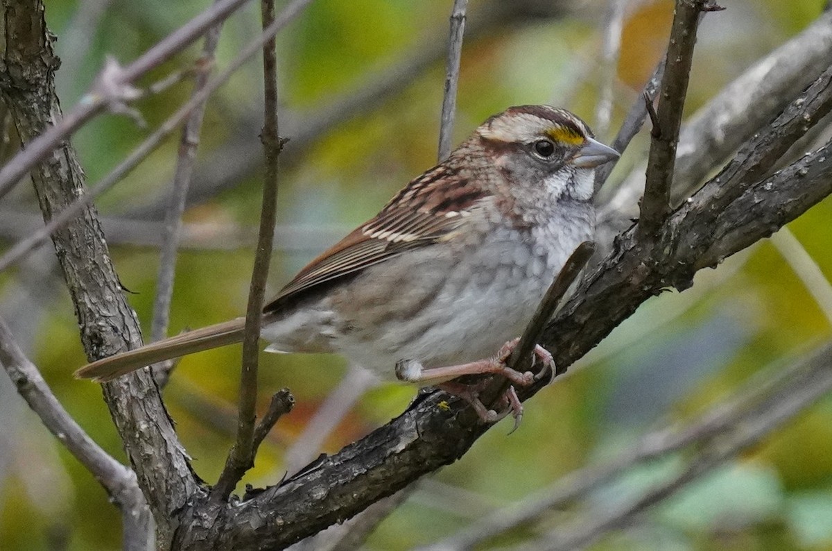 White-throated Sparrow - ML609889966