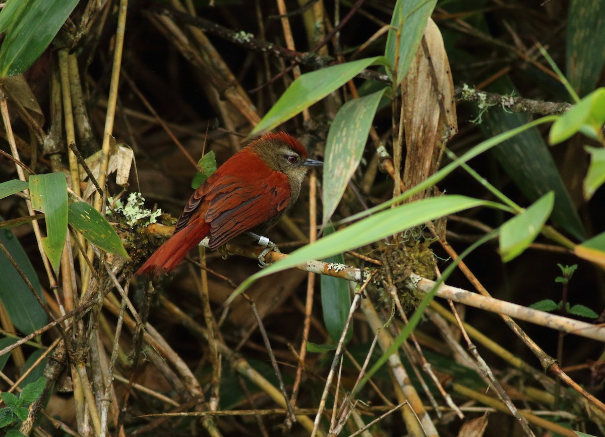 Marcapata Spinetail - ML609889969