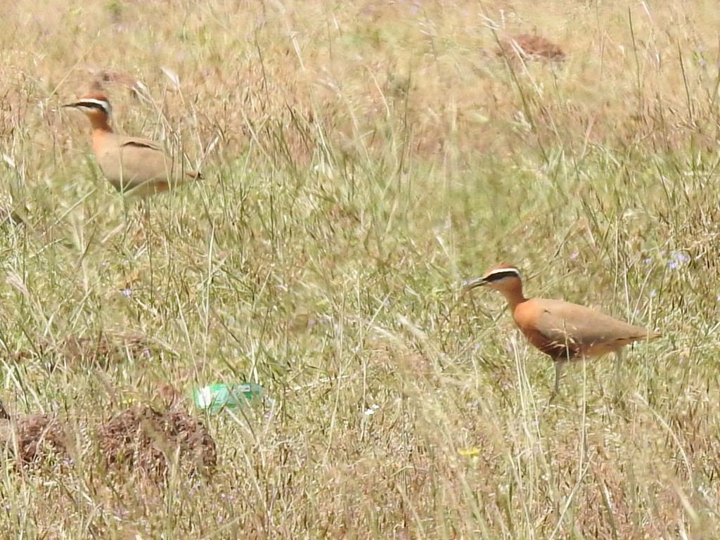 Indian Courser - ML609890038