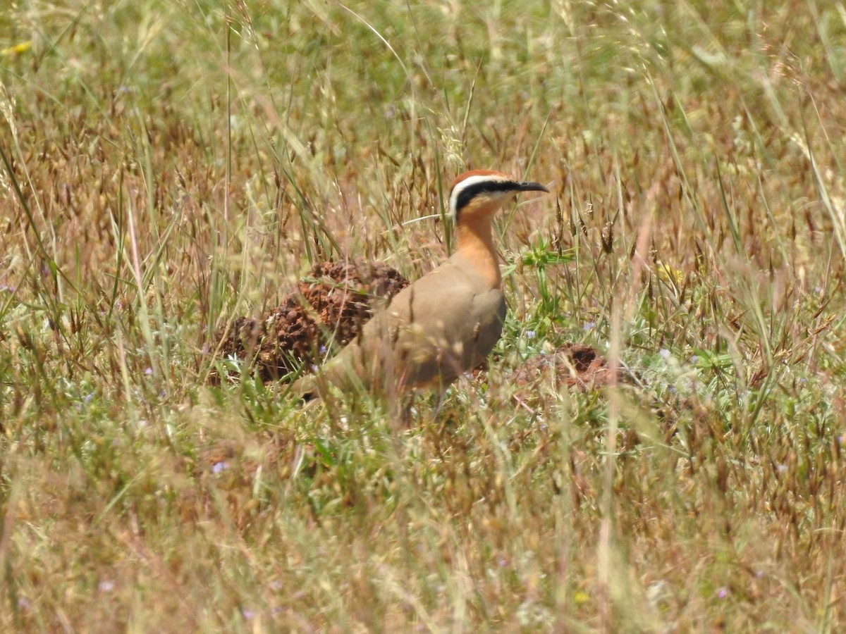 Indian Courser - ML609890041