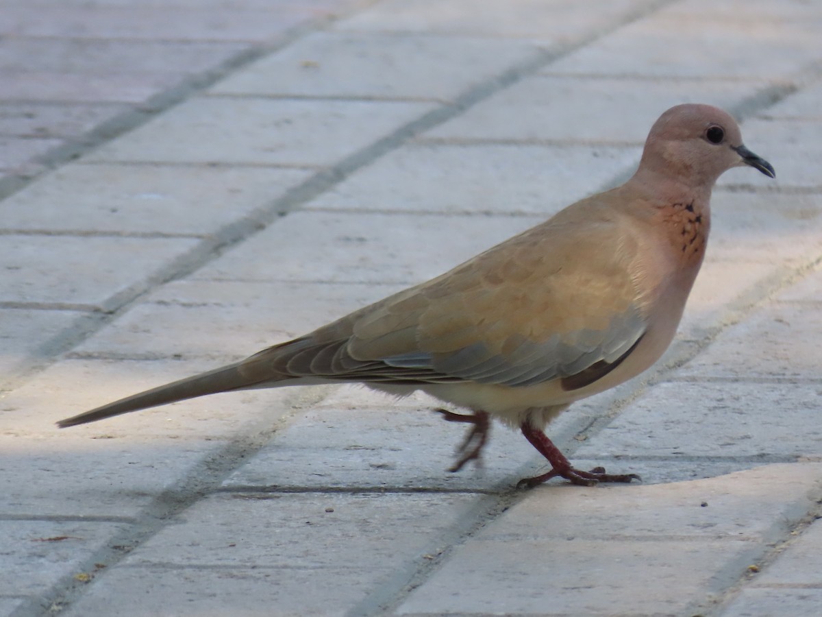 Laughing Dove - ML609890159