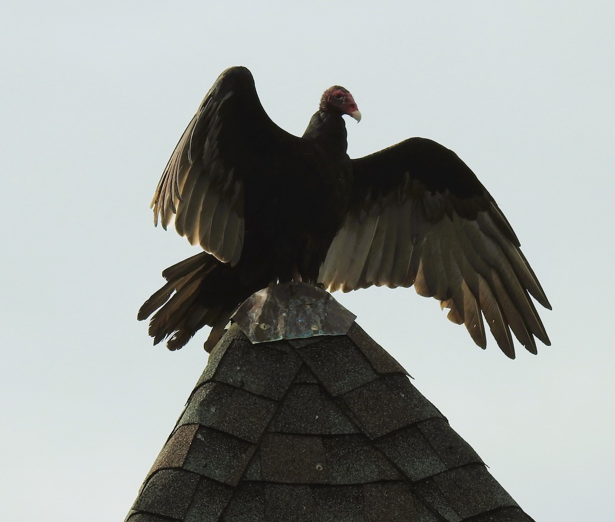 Turkey Vulture - ML609890224