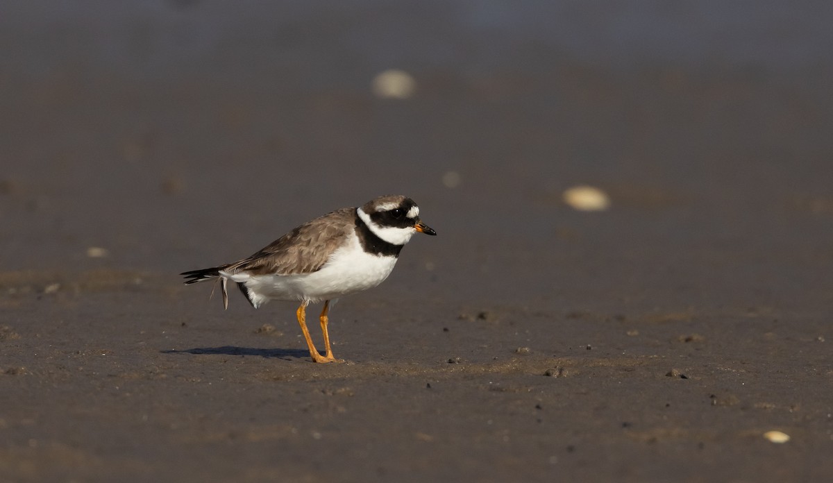 Common Ringed Plover - ML609890511