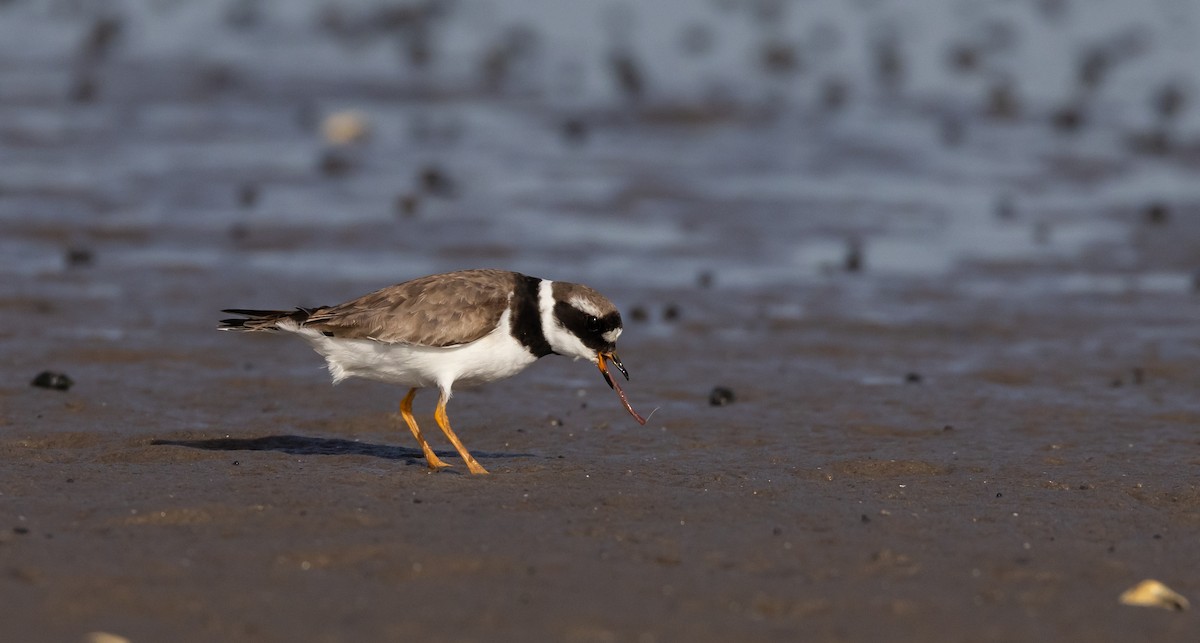 Common Ringed Plover - ML609890527