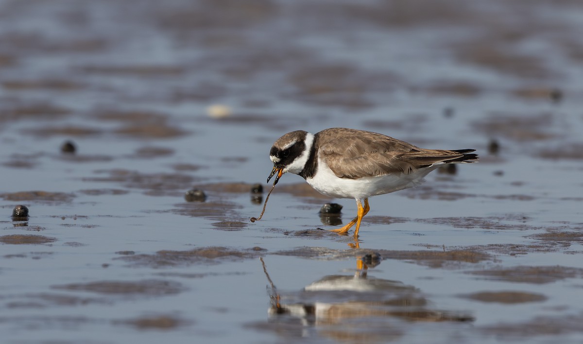 Common Ringed Plover - ML609890569