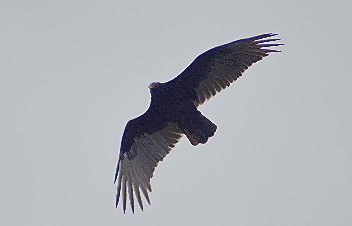 Turkey Vulture - ML609890576