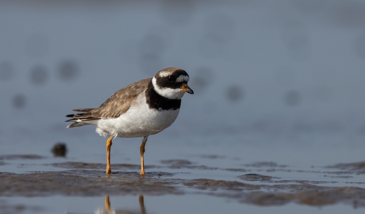 Common Ringed Plover - ML609890613