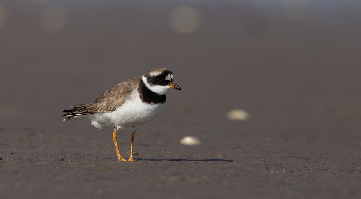 Common Ringed Plover - ML609890615