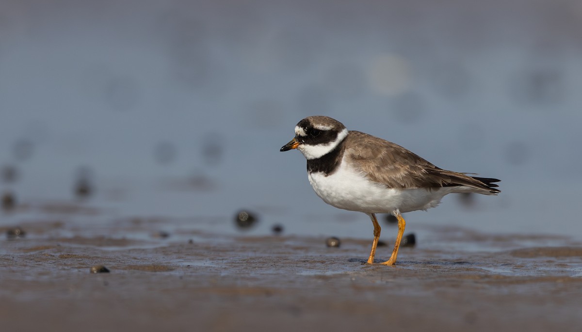 Common Ringed Plover - ML609890618