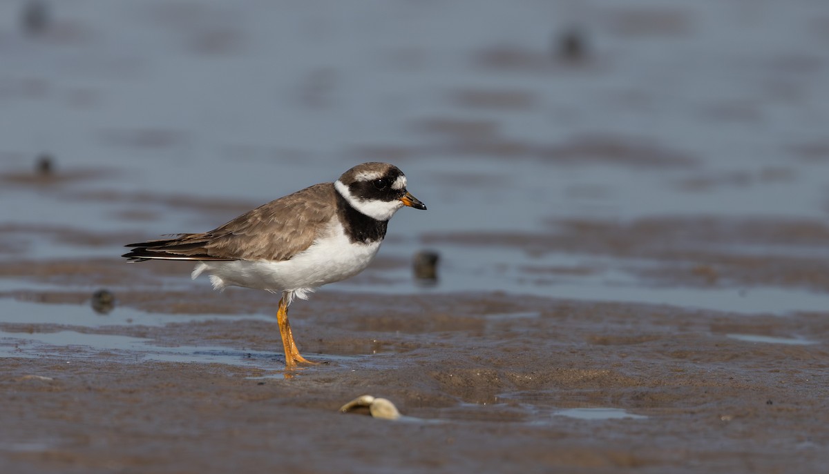 Common Ringed Plover - ML609890621