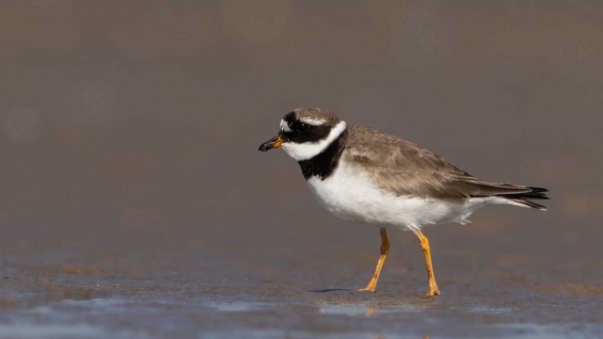Common Ringed Plover - ML609890636
