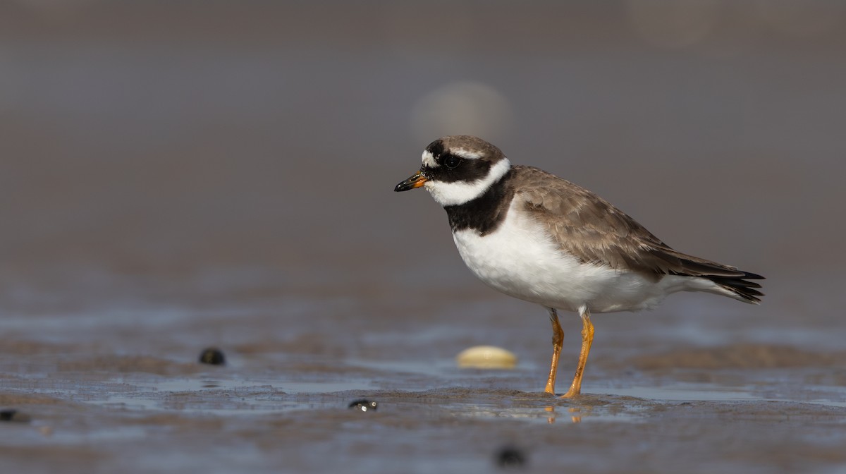 Common Ringed Plover - ML609890644