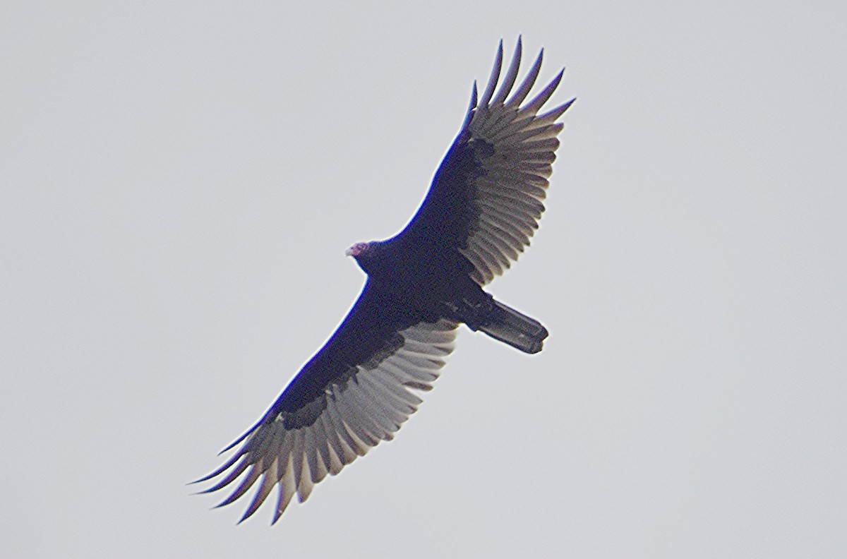 Turkey Vulture - ML609890674