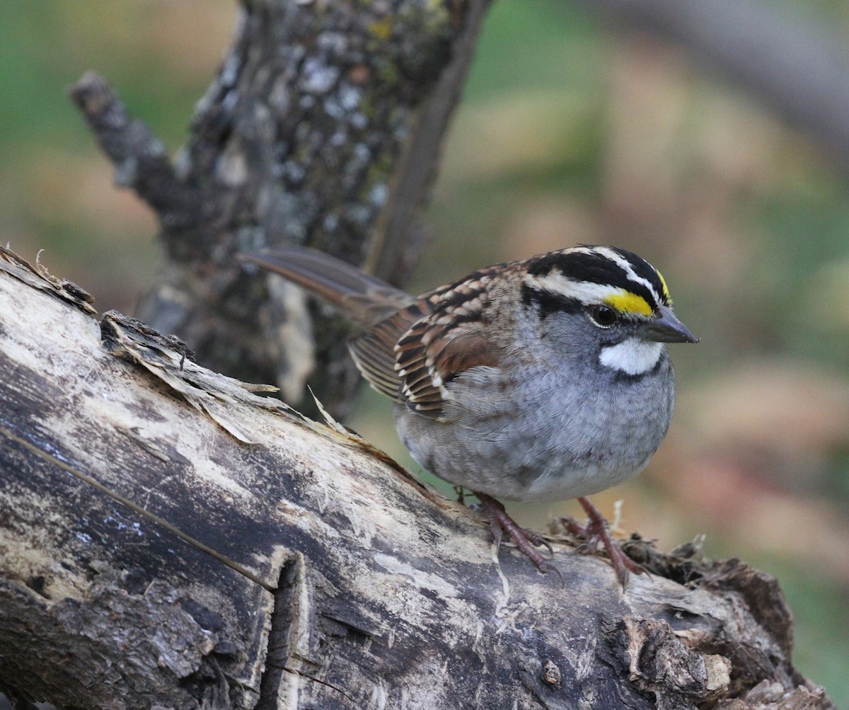 White-throated Sparrow - ML609890732