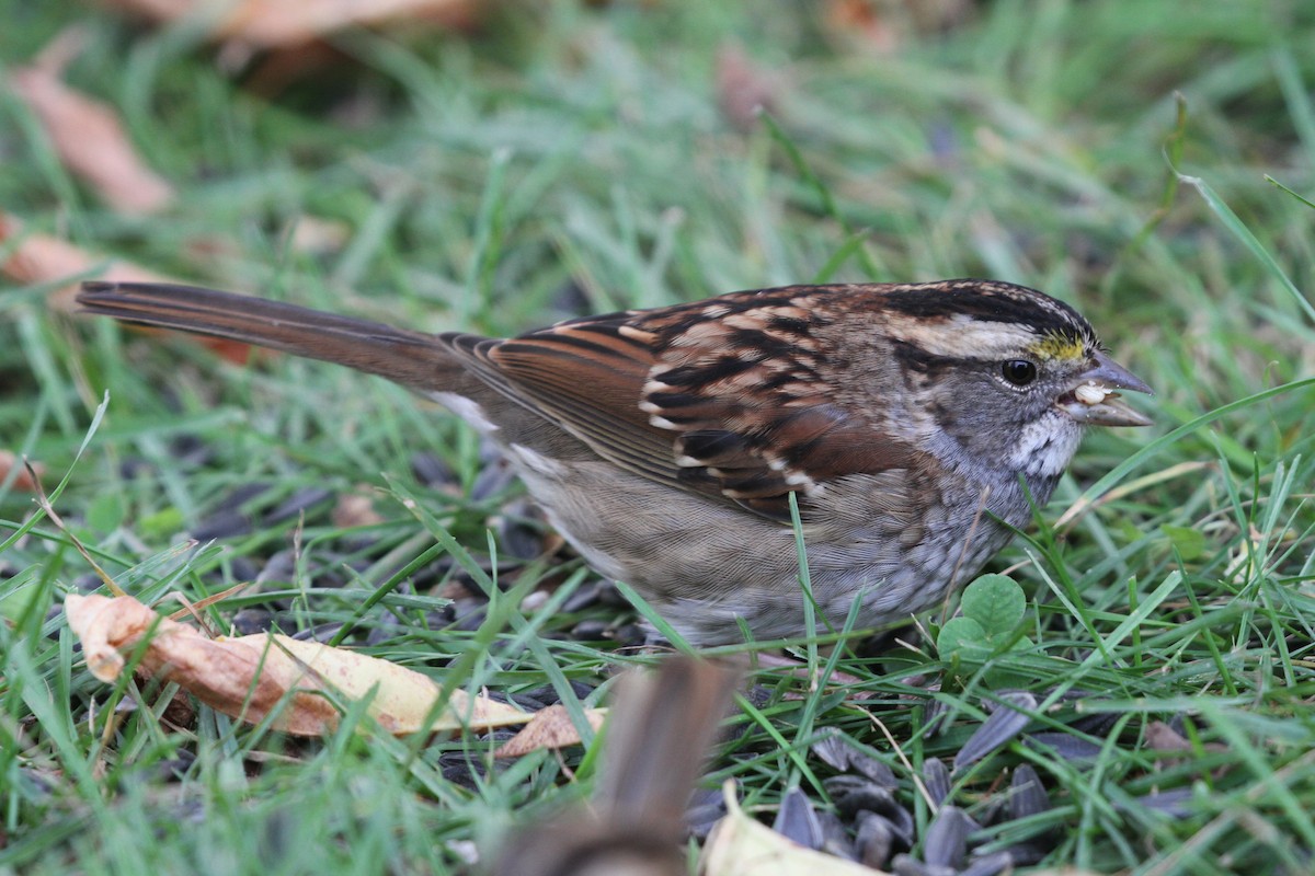 White-throated Sparrow - ML609890737