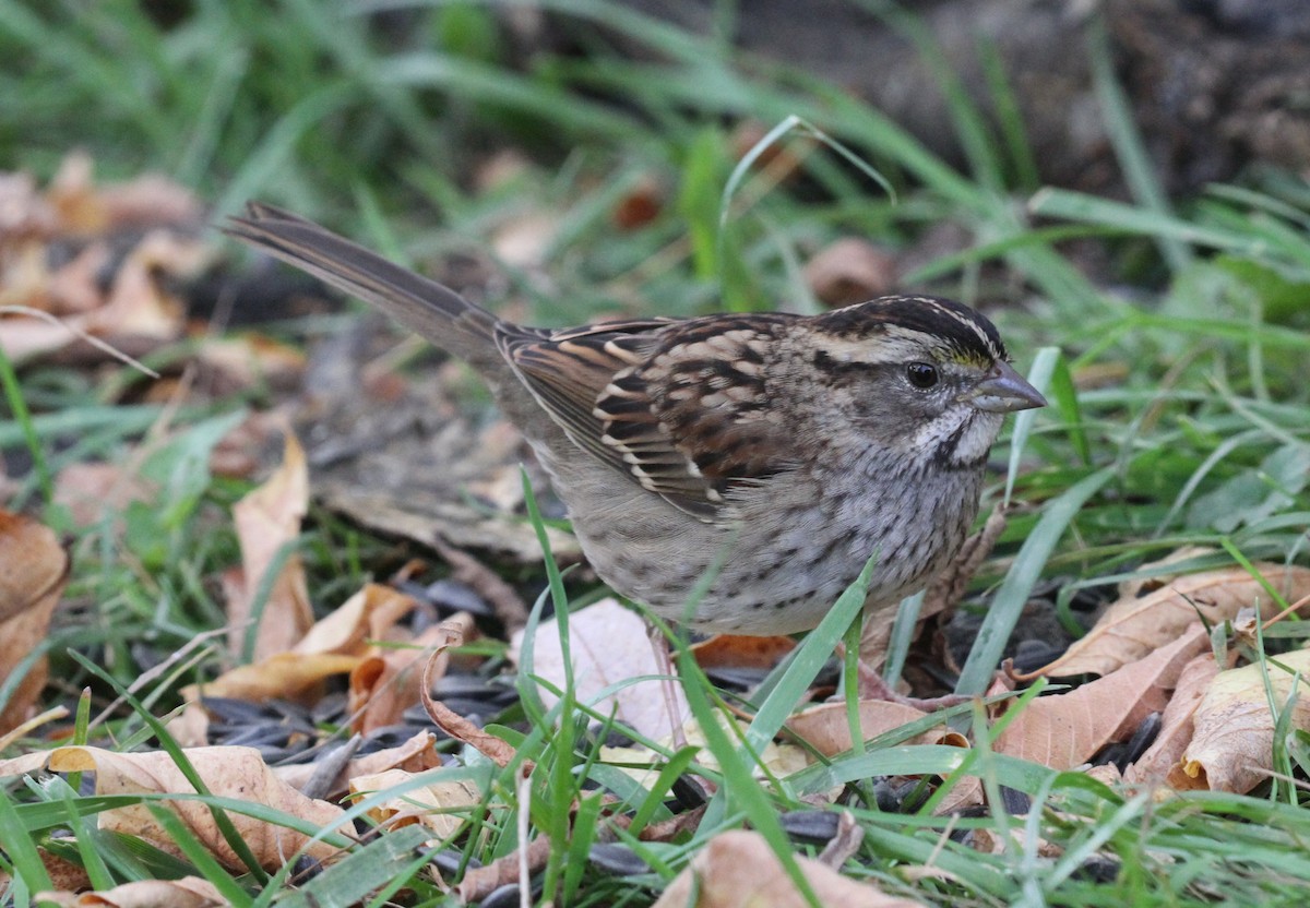 White-throated Sparrow - ML609890742