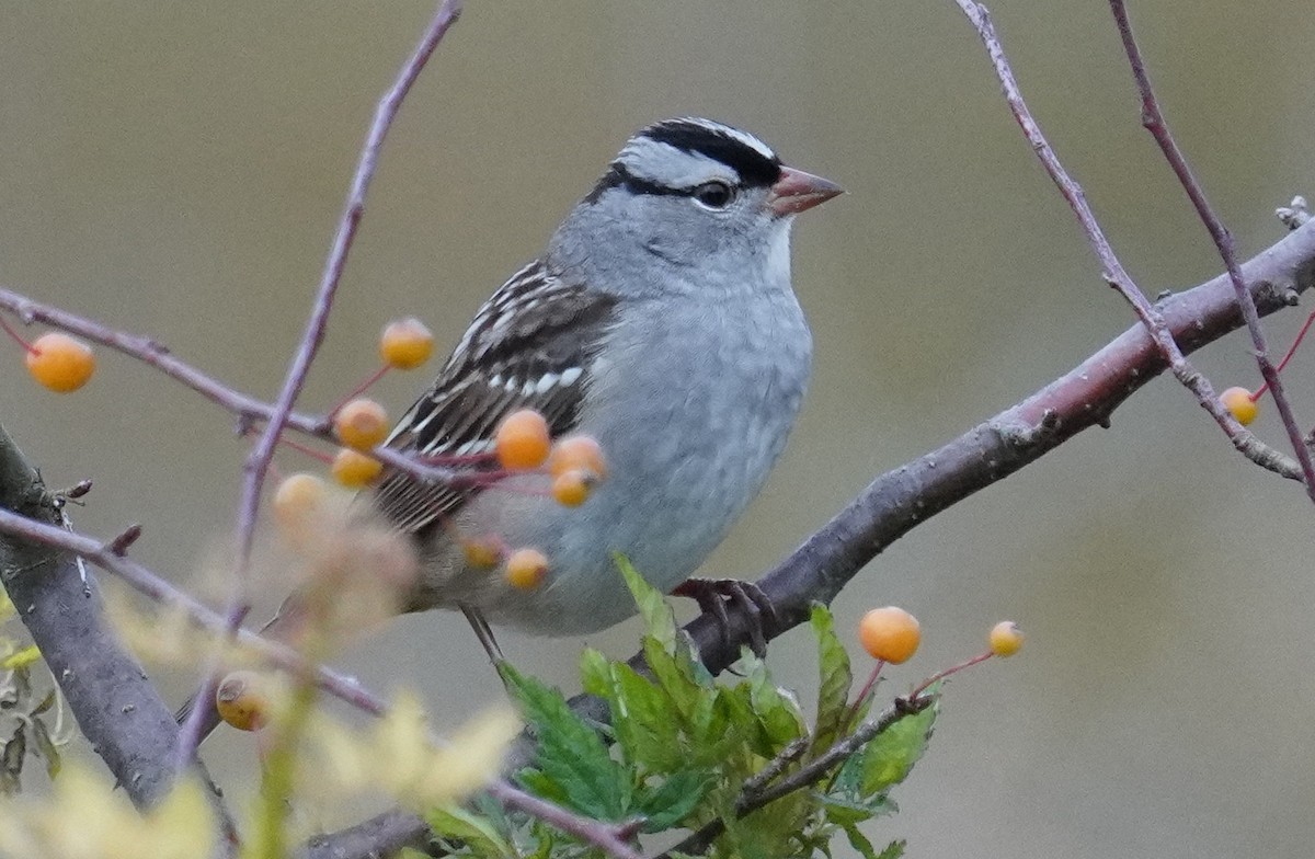 White-crowned Sparrow - ML609890890