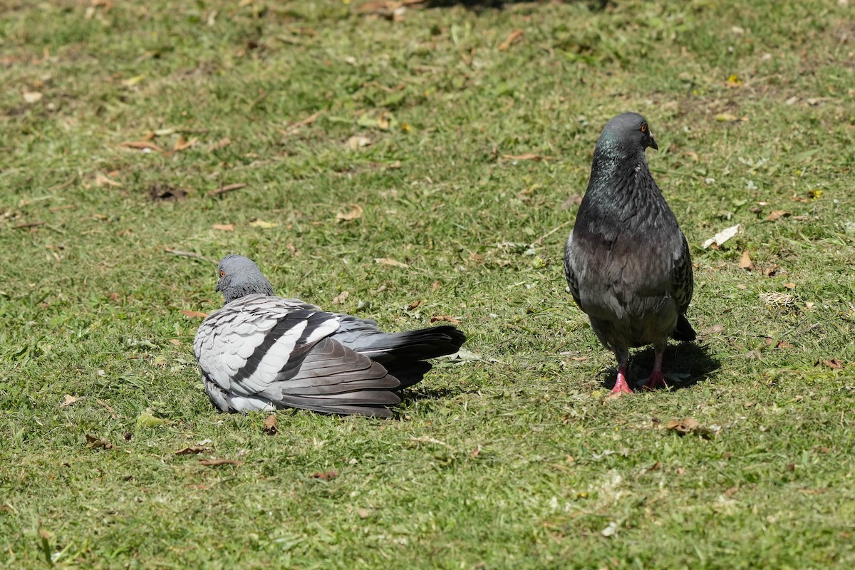 Pigeon biset (forme domestique) - ML609890922