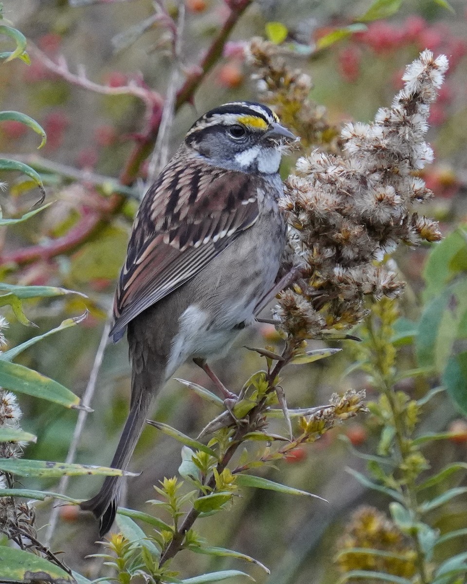White-throated Sparrow - Dennis Mersky