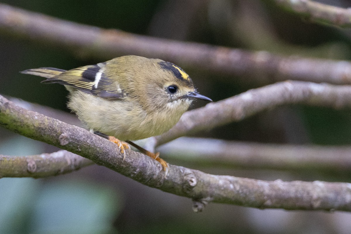 Goldcrest (Sao Miguel) - Andy Butler