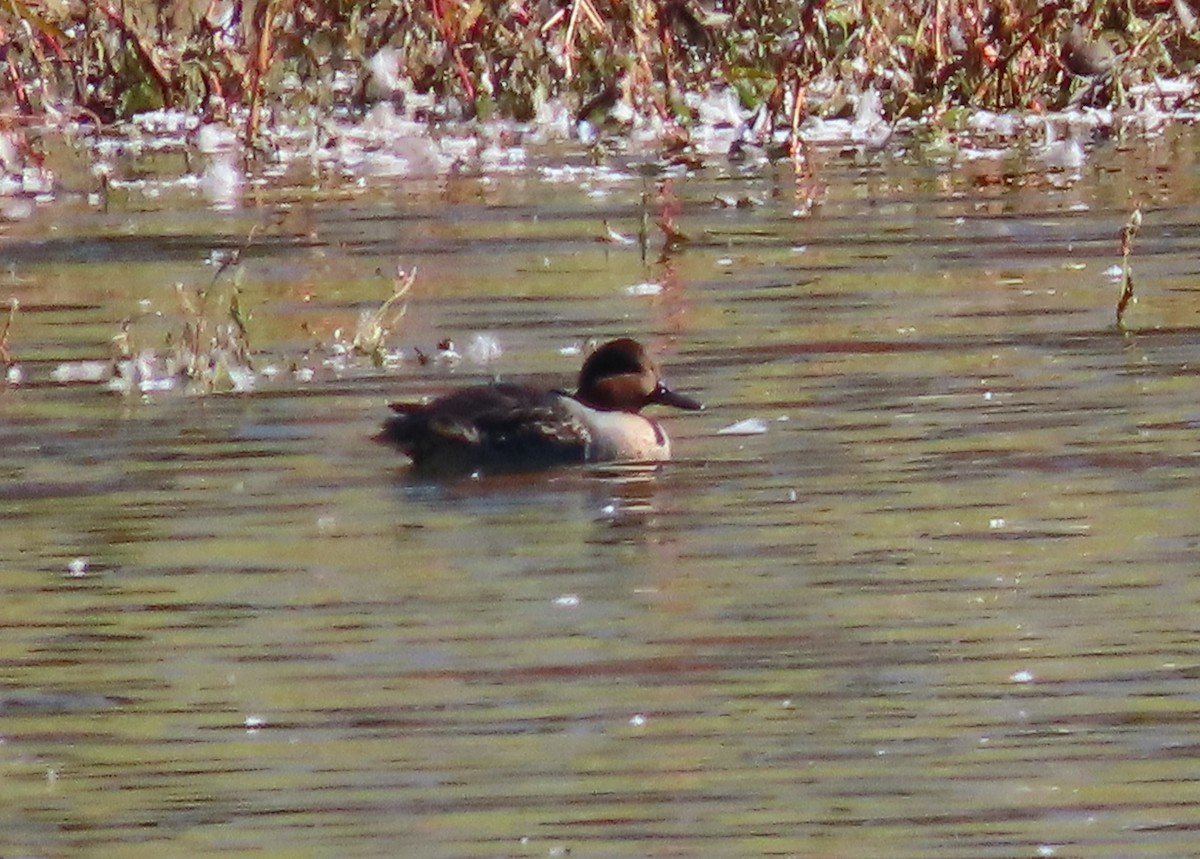 Green-winged Teal - ML609891303