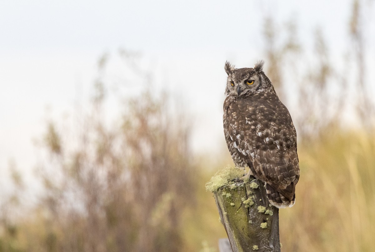 Great Horned Owl - Nick Ramsey