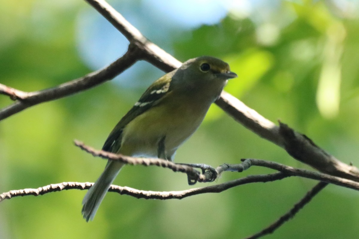 eBird Checklist - 13 Oct 2023 - Lake Lawson and Lake Smith Natural Area ...